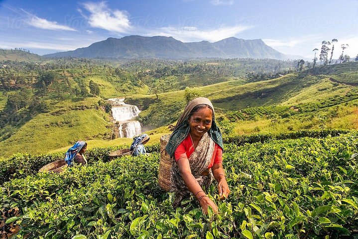 Tea Plucking